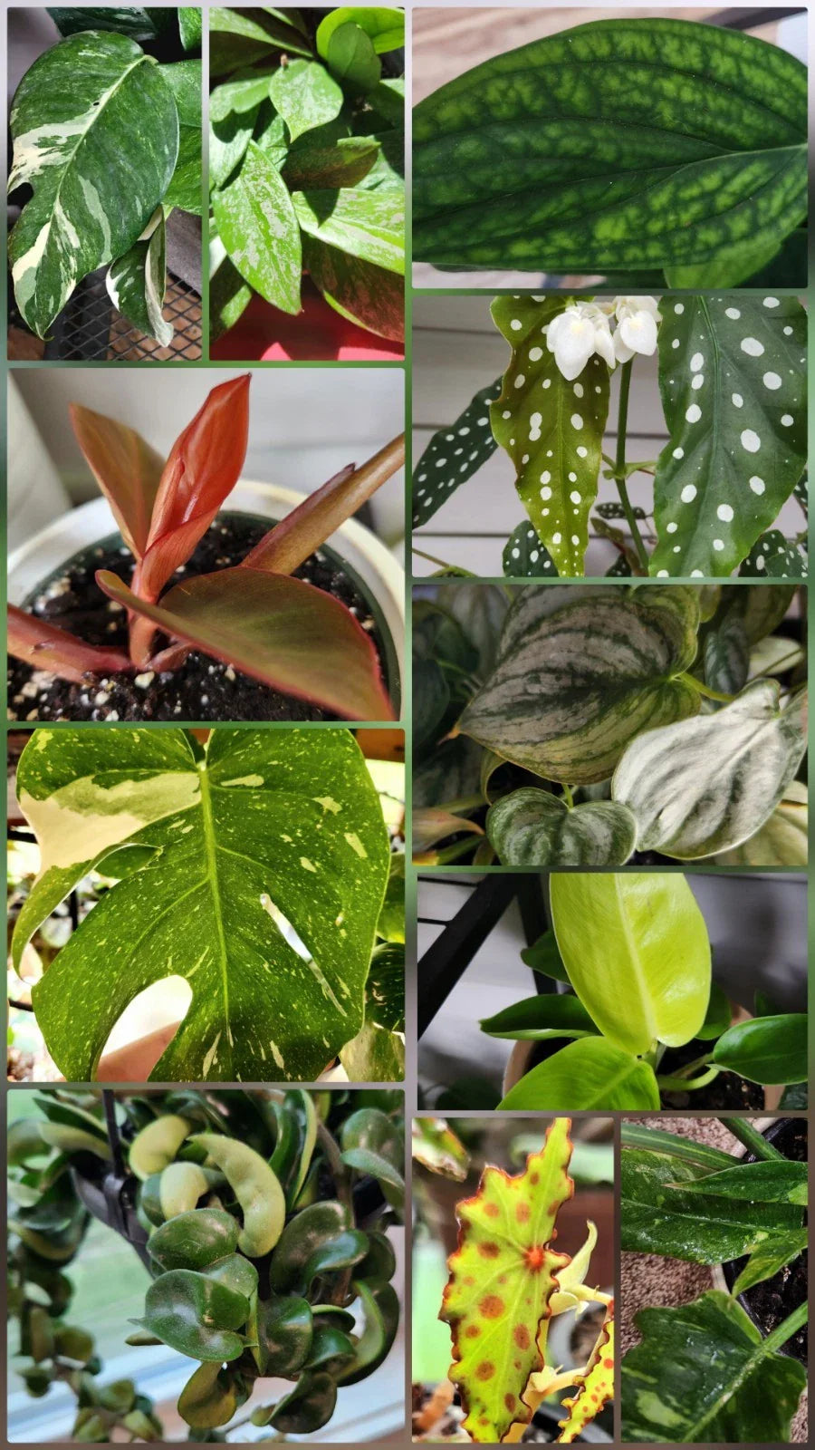 Plant Cuttings Bundle of 5 - Assorted Varieties, Home Gardening, Indoor Plants, Live Plant Clippings