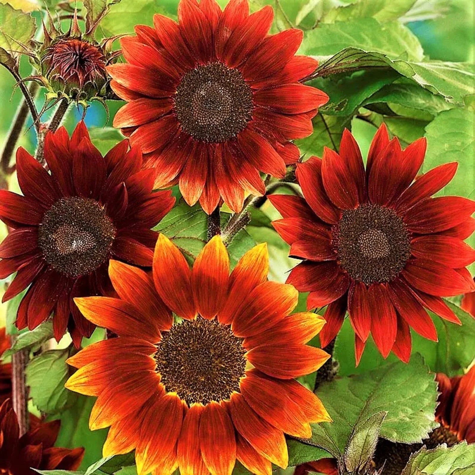 Sunflower Seeds 25 Count Rouge Royale Helianthus annuus - Premium Flower Seeds for Garden Planting