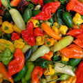 Hot Pepper Mix Seeds - Fresh Varieties for Spicy Garden - Capsicum Annuum