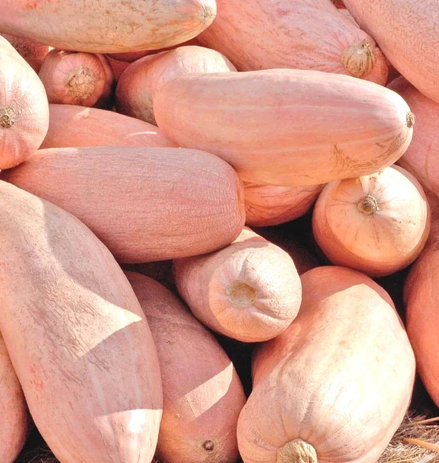 Pink Banana Squash Seeds - USA Candy Roaster Vegetable Seeds - Cucurbita maxima - 2025 Harvest