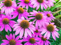 Purple Coneflower Seeds - 500+ Seeds - Echinacea purpurea - Made in USA, Ships from Iowa
