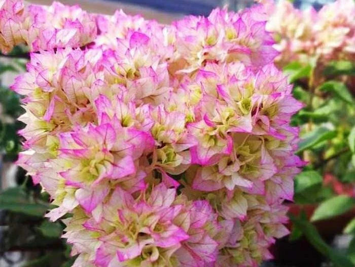 Rare Bougainvillea Cuttings - 3 Pc Fresh Double Petals White Pink - Bougainvillea spectabilis