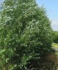 Fastest Growing Tree - 1 Live Aussie Hybrid - Ready to Plant - Eucalyptus deglupta