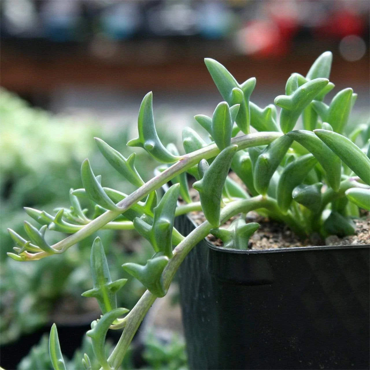 Senecio Peregrinus Cuttings - 3 Pack, 6" Long, String of Dolphins, Unrooted, Succulent Plant, Indoor Gardening
