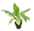 Variegated Peace Lily Plant, 3.5” Pot, Air Purifying Houseplant, Spathiphyllum