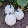 Yeti Pumpkin Seeds for Planting - 10 Seeds - Grow 5 Pound White Pumpkins - Cucurbita pepo