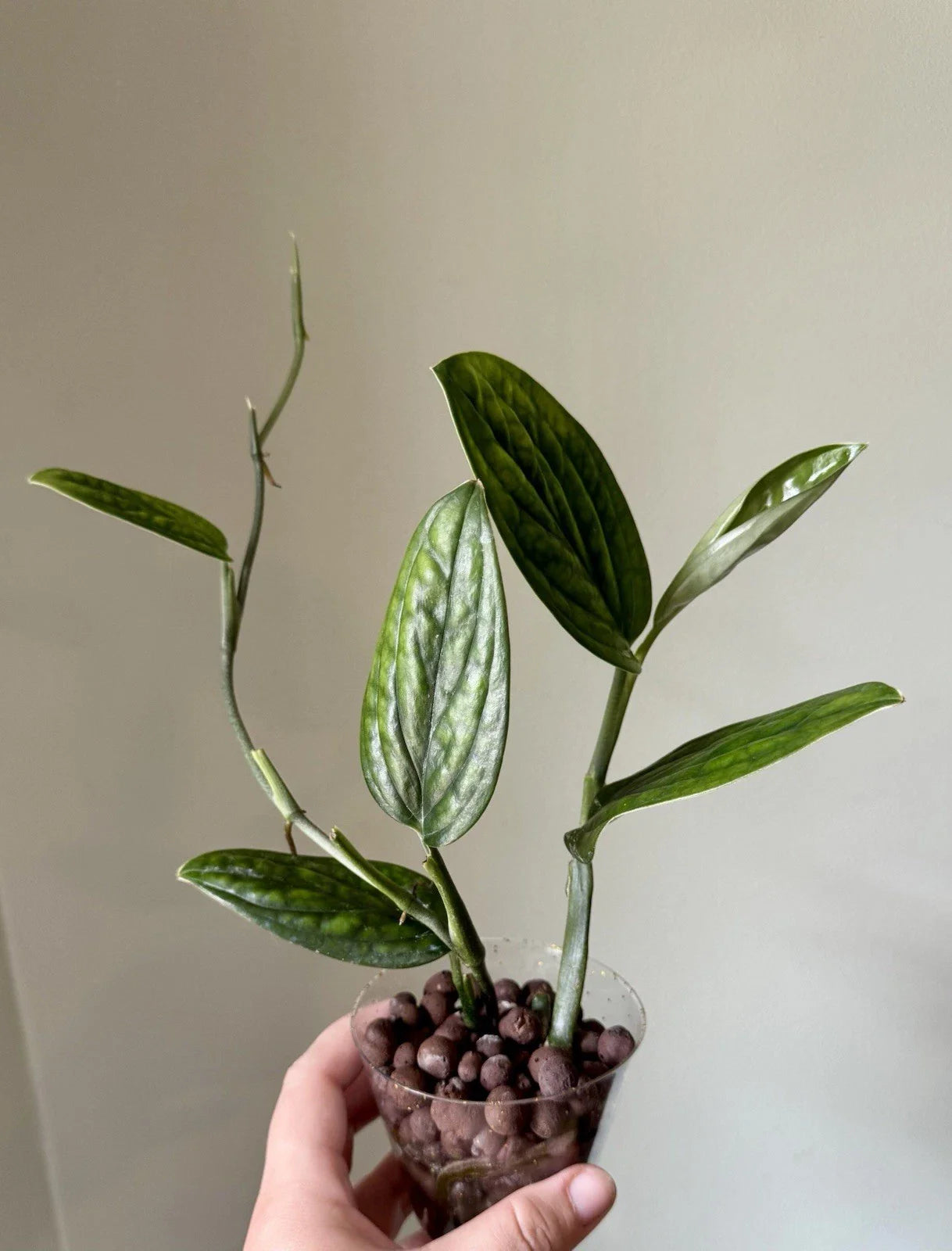 Monstera Peru Cuttings - Rooted Plant Cuttings - Monstera adansonii - Tropical Houseplant