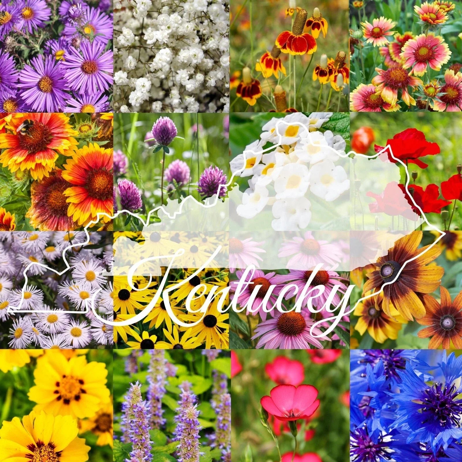 Kentucky Wildflower Seed Mix 1/4LB Bulk Variety for 2,000 sq ft Coverage (Native Wildflowers)