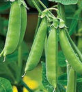 Premium Organic Sugar Snap Peas Seeds - Heirloom Variety - Non-GMO, Fresh, Tender, Delicious - Ideal for Home Gardens
