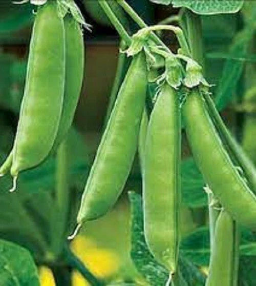 Premium Organic Sugar Snap Peas Seeds - Heirloom Variety - Non-GMO, Fresh, Tender, Delicious - Ideal for Home Gardens