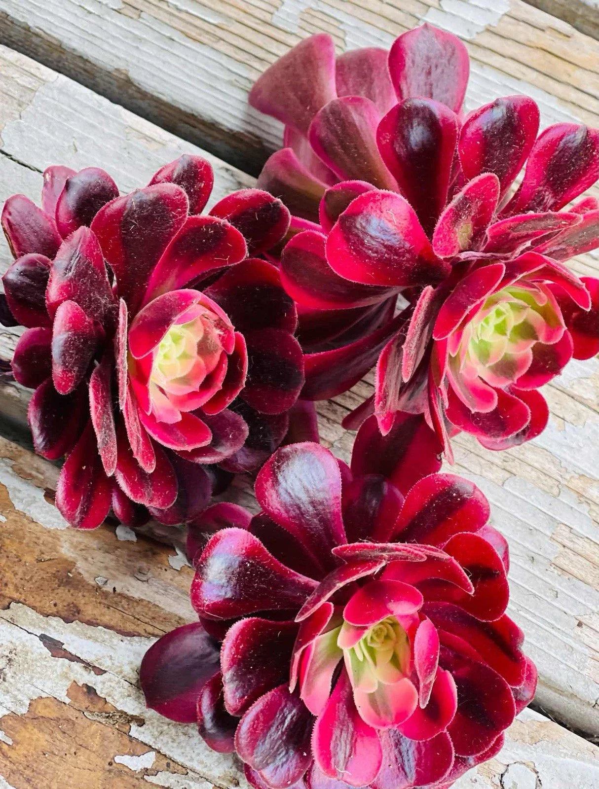 Rare Aeonium Cuttings 3” Variegated Medusa Succulent - Unique Indoor Plant, Drought Tolerant, Exotic Greenery