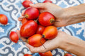 Tree Tomato Seeds - 10 Rare Tamarillo Seeds for Planting - Cyphomandra betacea