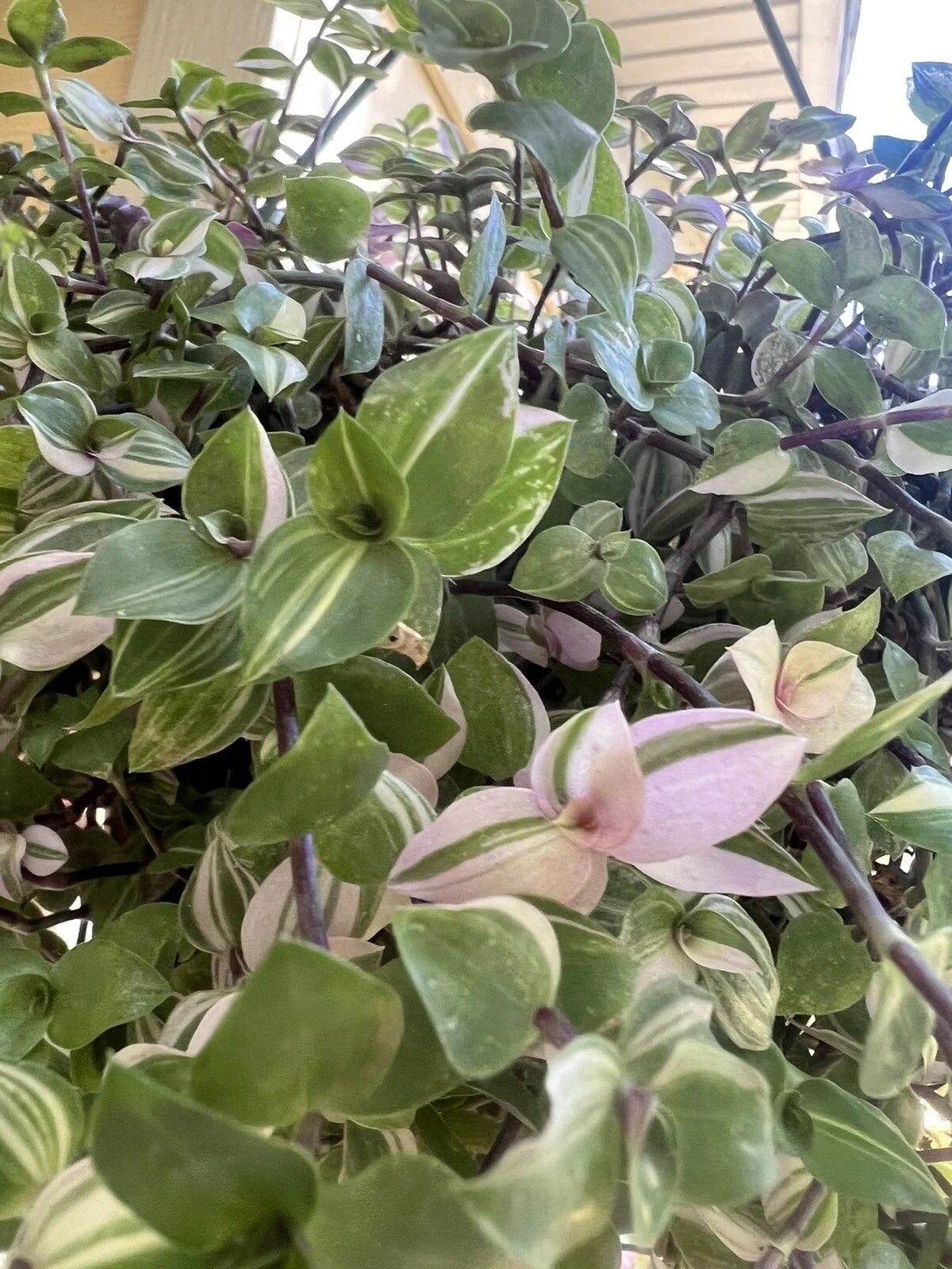Variegated Callisia Repens Cuttings - 5 Live Wandering Tradescantia Plant Cuttings for Propagation and Home Decor