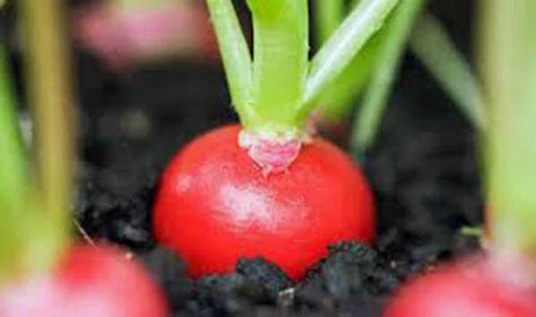 Radish Seeds - 500+ Heirloom Cherry Belle Non-GMO Red Radishes - Premium Vegetable Seeds for Home Gardening