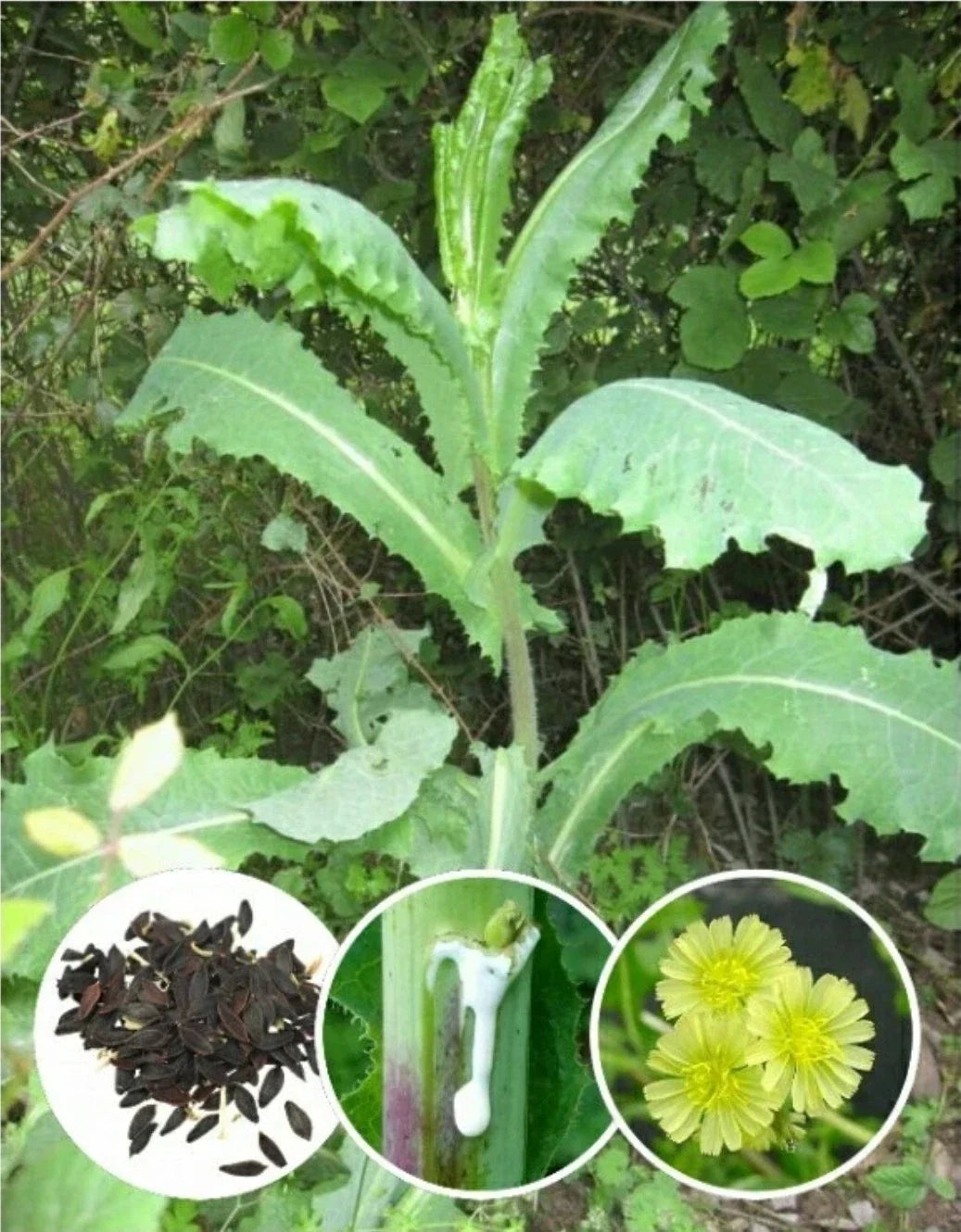 Wild Lettuce Herb Seeds - 25 Heirloom Organic Seeds (Lactuca virosa) - Non-GMO, Edible Greens, Medicinal Plant