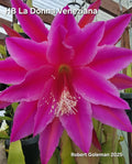 Epiphyllum Cutting - Unrooted - 'HB La Donna Veneziana' - 2025 Introduction - Exotic Cactus Plant