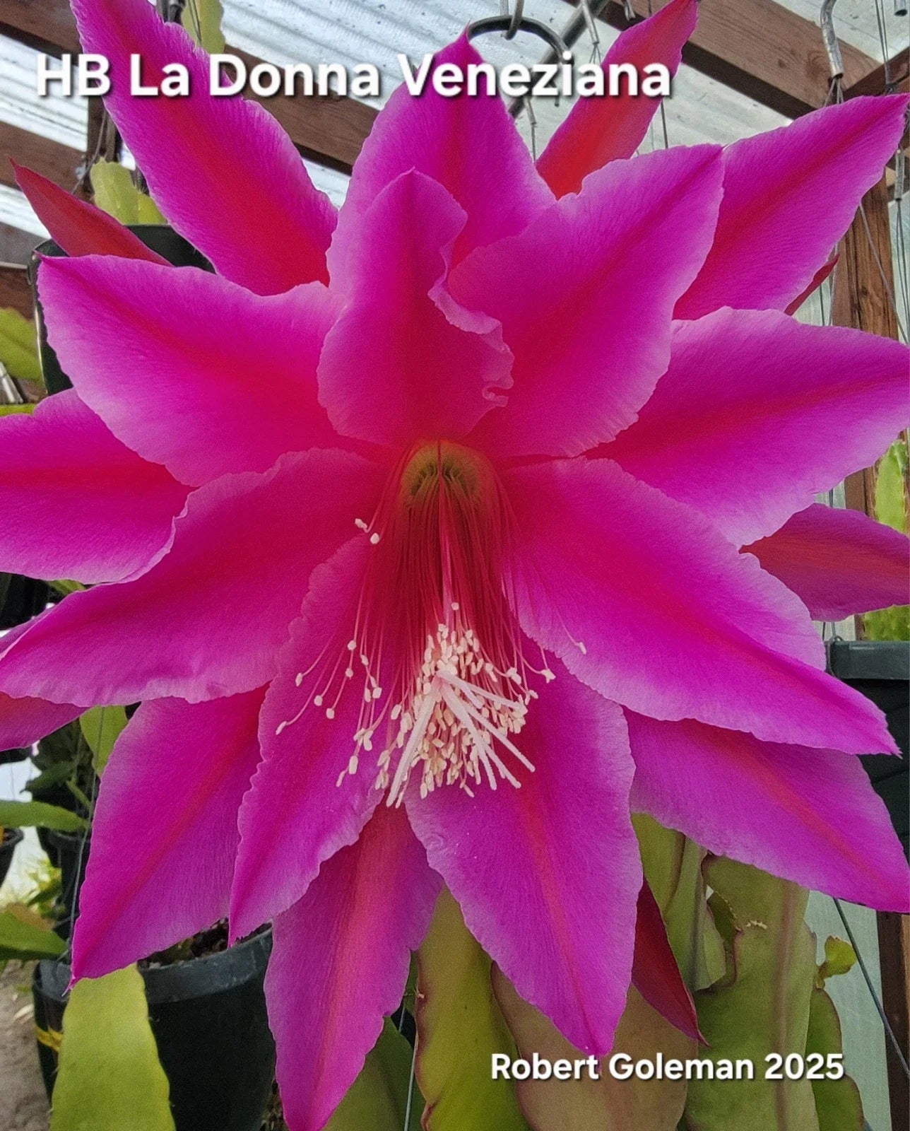 Epiphyllum Cutting - Unrooted - 'HB La Donna Veneziana' - 2025 Introduction - Exotic Cactus Plant