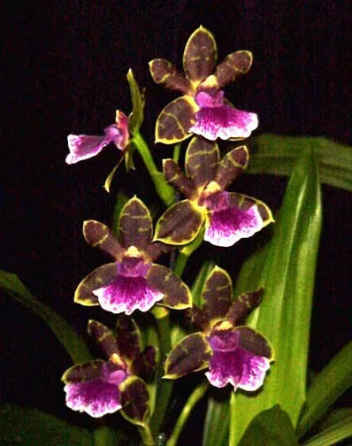 Zygopetalum Orchid Plant 2.5" Pot Fragrant Artur Elle 'Tombstone'