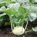 White Vienna Kohlrabi Seeds - Non-GMO Heirloom Variety - Brassica oleracea - Tracking Included
