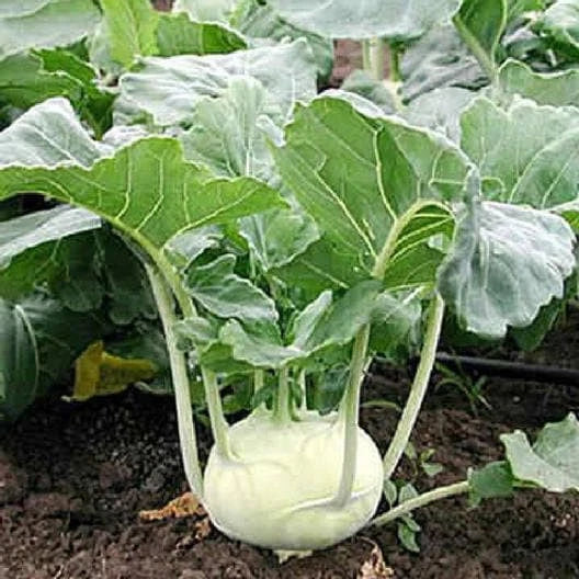 White Vienna Kohlrabi Seeds - Non-GMO Heirloom Variety - Brassica oleracea - Tracking Included