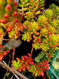 Succulent Cuttings 6 Variegated Sedum Rubrotinctum ‘Pork & Bean’ Jelly Beans