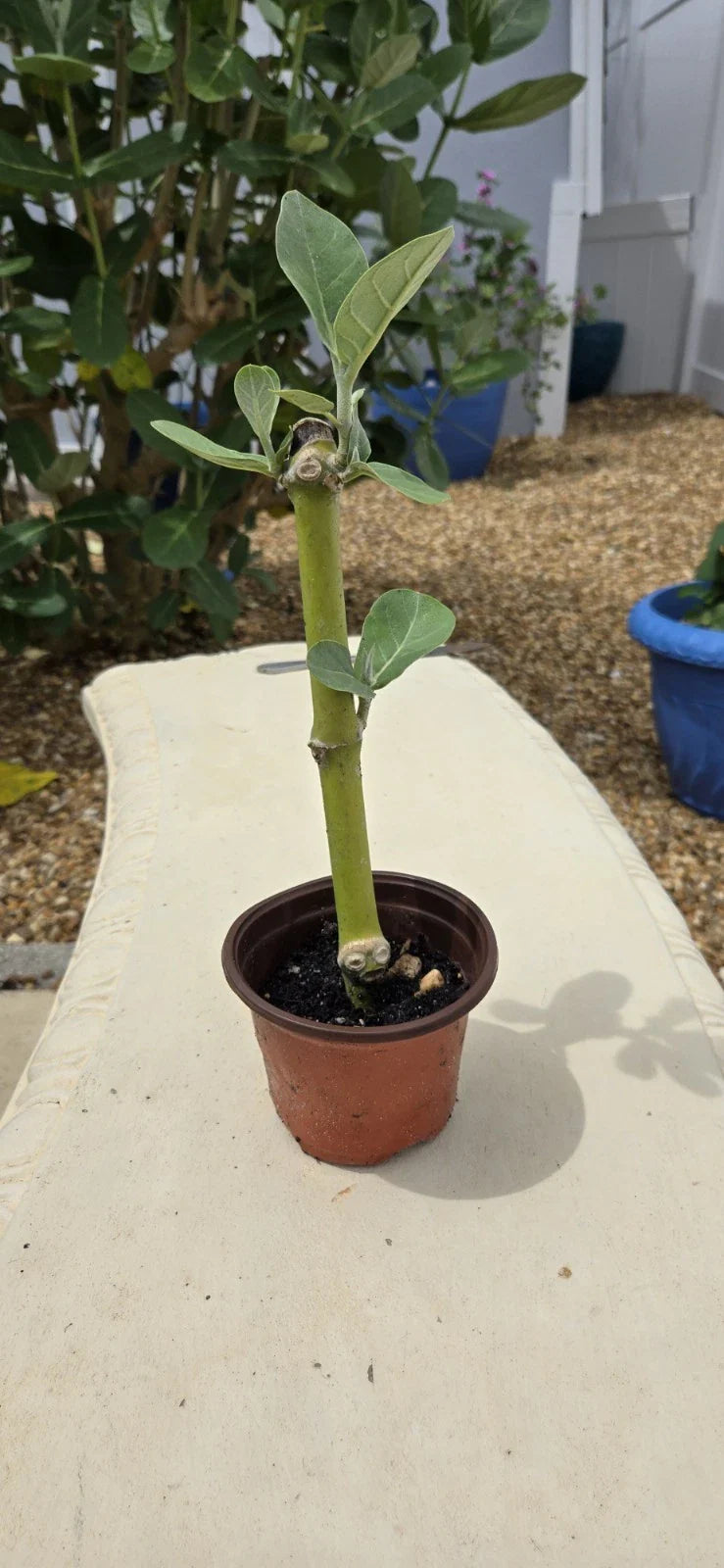 Rooted Calotropis Gigantea Starter Plant, Purple Giant Milkweed, 4 Inch Pot, Easy Care Houseplant