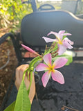 XL Rooted Plumeria Live Plant Cutting - Pink Yellow Flower in Bloom - Plumeria spp.