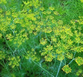 Dill Seeds 500+ Mammoth Long Island Herb Non-GMO Garden Pickling Anethum graveolens