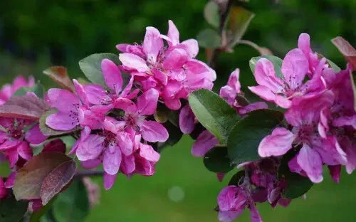 Harry Baker Crabapple Seeds - 25+ Pack for Garden Planting - Malus angustifolia - USA