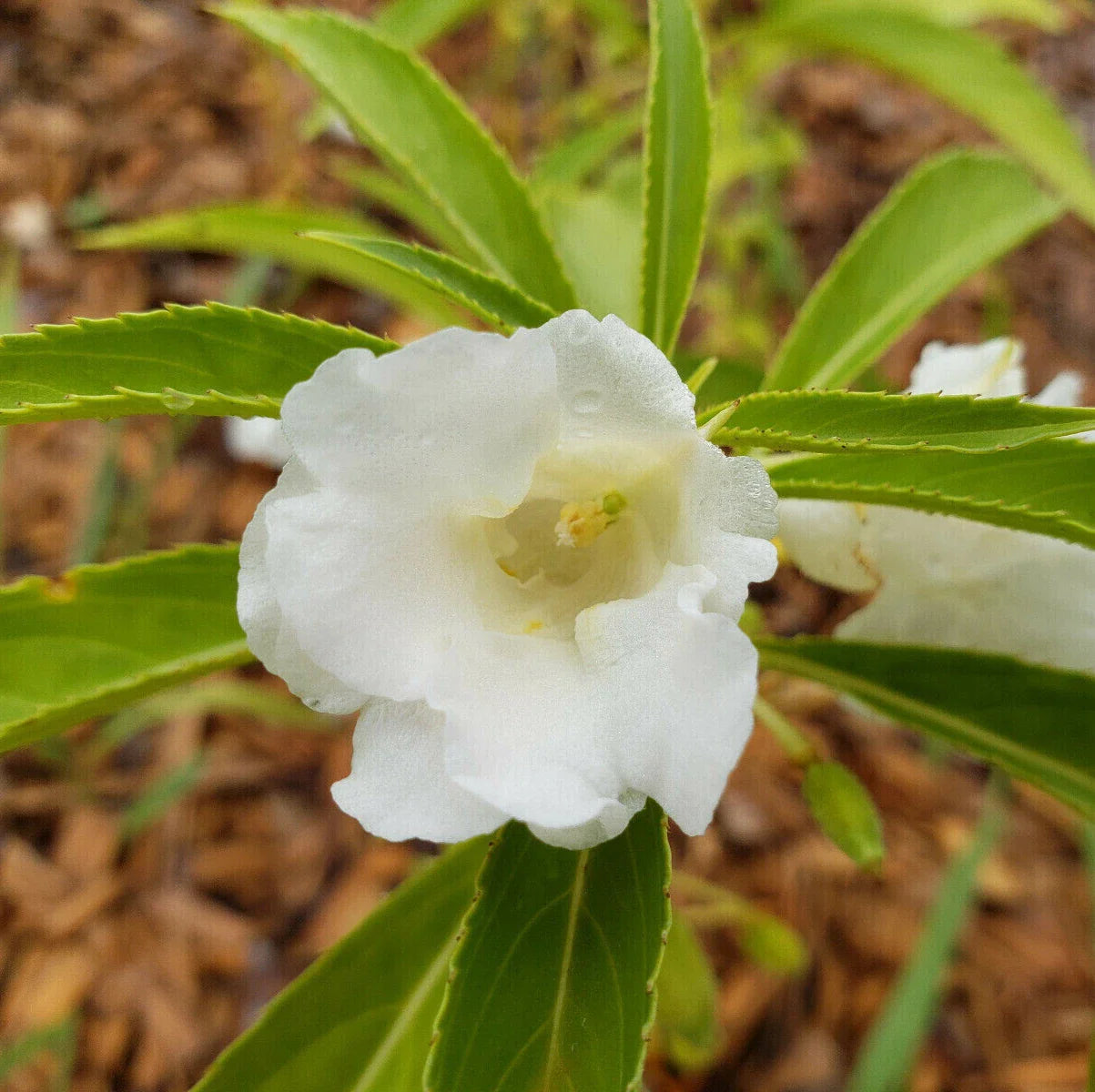 Garden Balsam Seeds | 25 Organic Heirloom Seeds | Impatiens Balsamina | Butterfly-Friendly