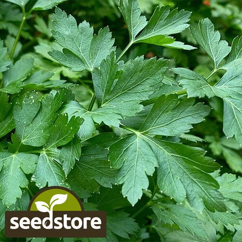 Italian Dark Green Parsley Seeds | Heirloom Non-GMO | Gardening Supplies | Petroselinum crispum