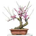 Flowering Plum Bonsai Tree Seeds | 10 Seeds | Prunus triloba | Decorative Flowering Tree