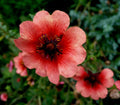 Potentilla Seeds - 500 Seeds - 'Melton Fire' Deep Pink Perennial (Potentilla) - Attracts Pollinators, Blooms Summer