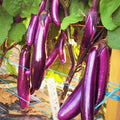 Purple Shine Chinese Eggplant Seeds - Long Aubergine Asian Vegetable Seeds - 2025 - Solanum melongena