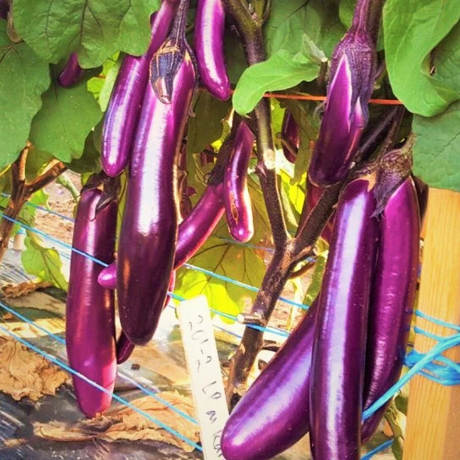 Purple Shine Chinese Eggplant Seeds - Long Aubergine Asian Vegetable Seeds - 2025 - Solanum melongena