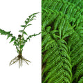 Live 6" Hard Curled Leaf Cyathea Tree Fern - Exotic Rare Texture Bare Root Plant