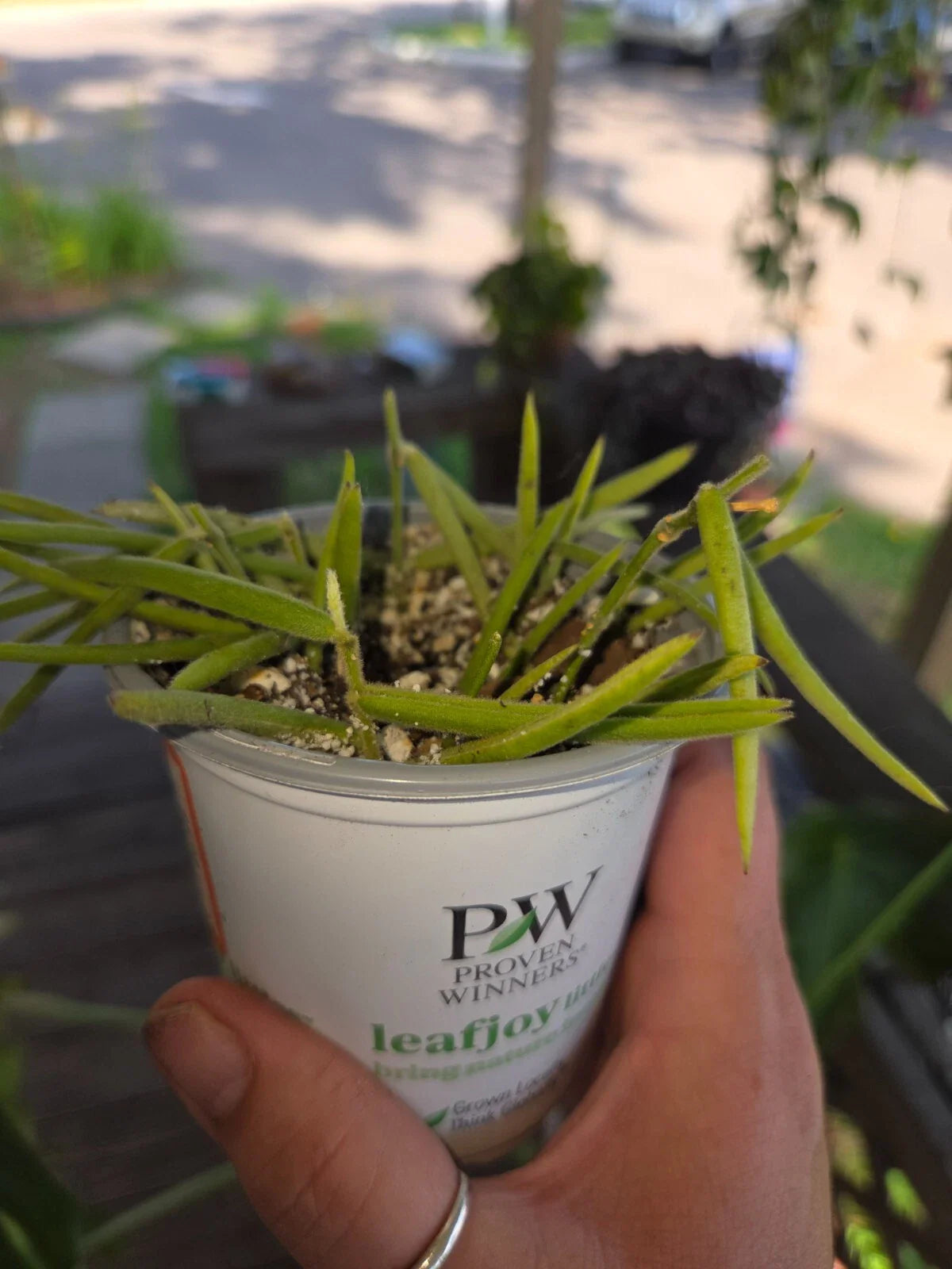 Hoya Linearis Starter Plant - Rooting Well with New Growth - Hoya Species for Indoor Plant Lovers