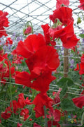 Harrogate Gem Sweet Pea Seeds - 50+ Pack - Garden Planting - Lathyrus odoratus - USA
