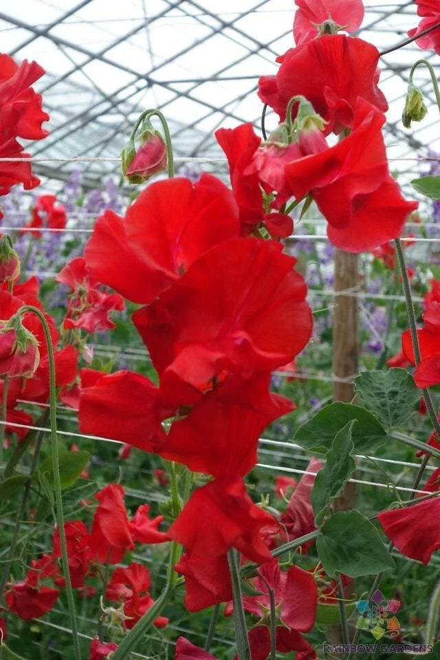 Harrogate Gem Sweet Pea Seeds - 50+ Pack - Garden Planting - Lathyrus odoratus - USA