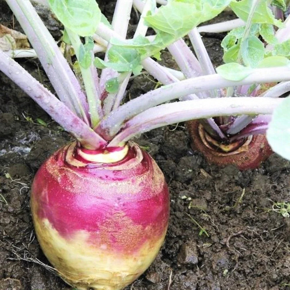 Rutabaga Seeds - American Purple Top Variety | Swede Wax Turnip Neep | Brassica napus - 2025 Growing Season
