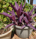 Purple Heart Cuttings - 3 Purple Easy to Grow Perennials - Tradescantia pallida - Free Shipping