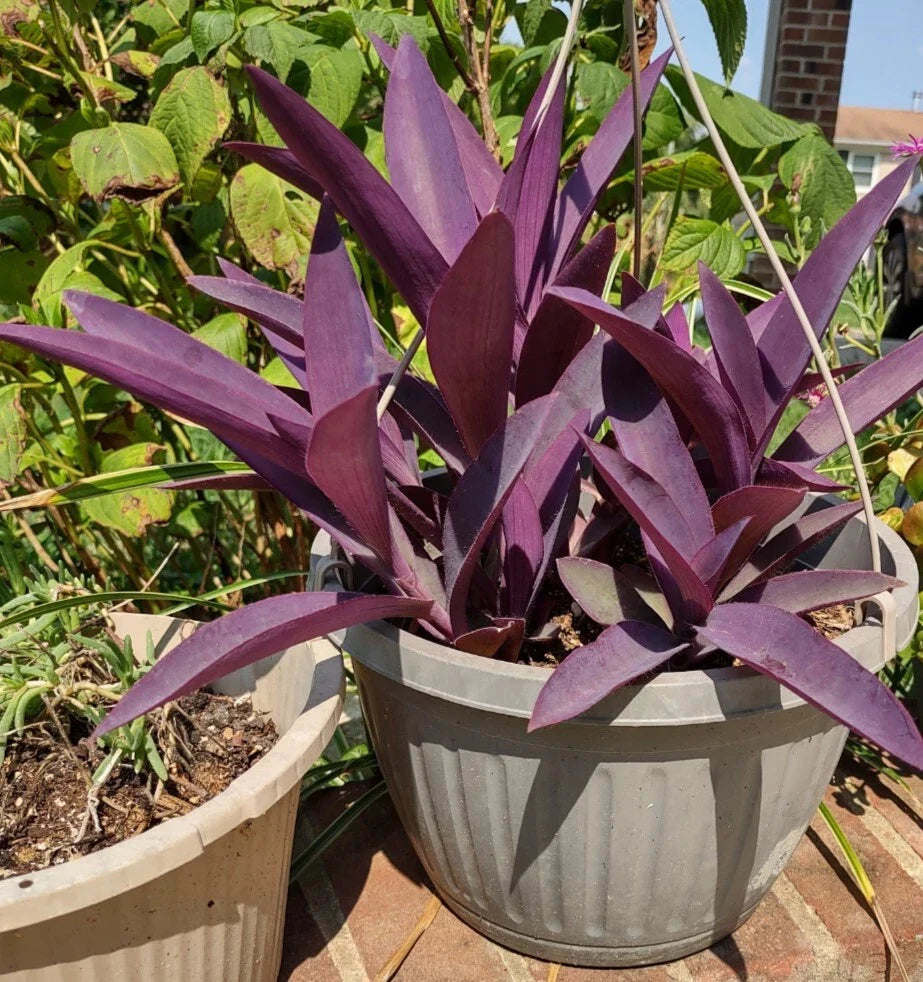 Purple Heart Cuttings - 3 Purple Easy to Grow Perennials - Tradescantia pallida - Free Shipping
