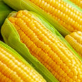 Golden Bantam Corn Seeds | Non-GMO Heirloom Garden Seeds | Fresh, Organic, Sweet Corn | Zea mays