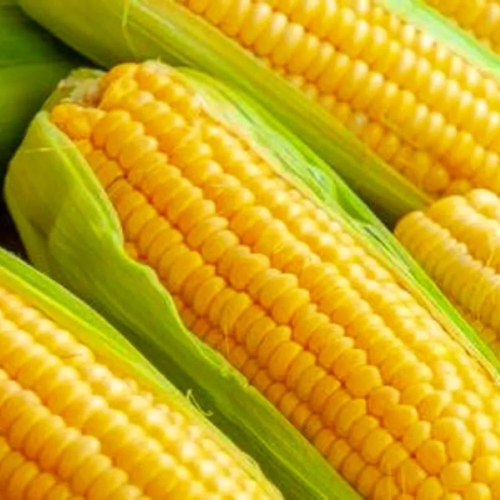 Golden Bantam Corn Seeds | Non-GMO Heirloom Garden Seeds | Fresh, Organic, Sweet Corn | Zea mays