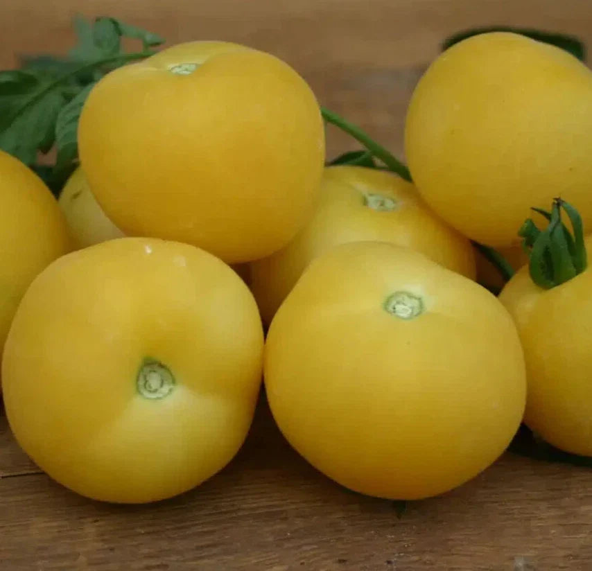 Peach Tomato Seeds 100+ Beefsteak Indeterminate Vegetable Garden (Solanum lycopersicum)