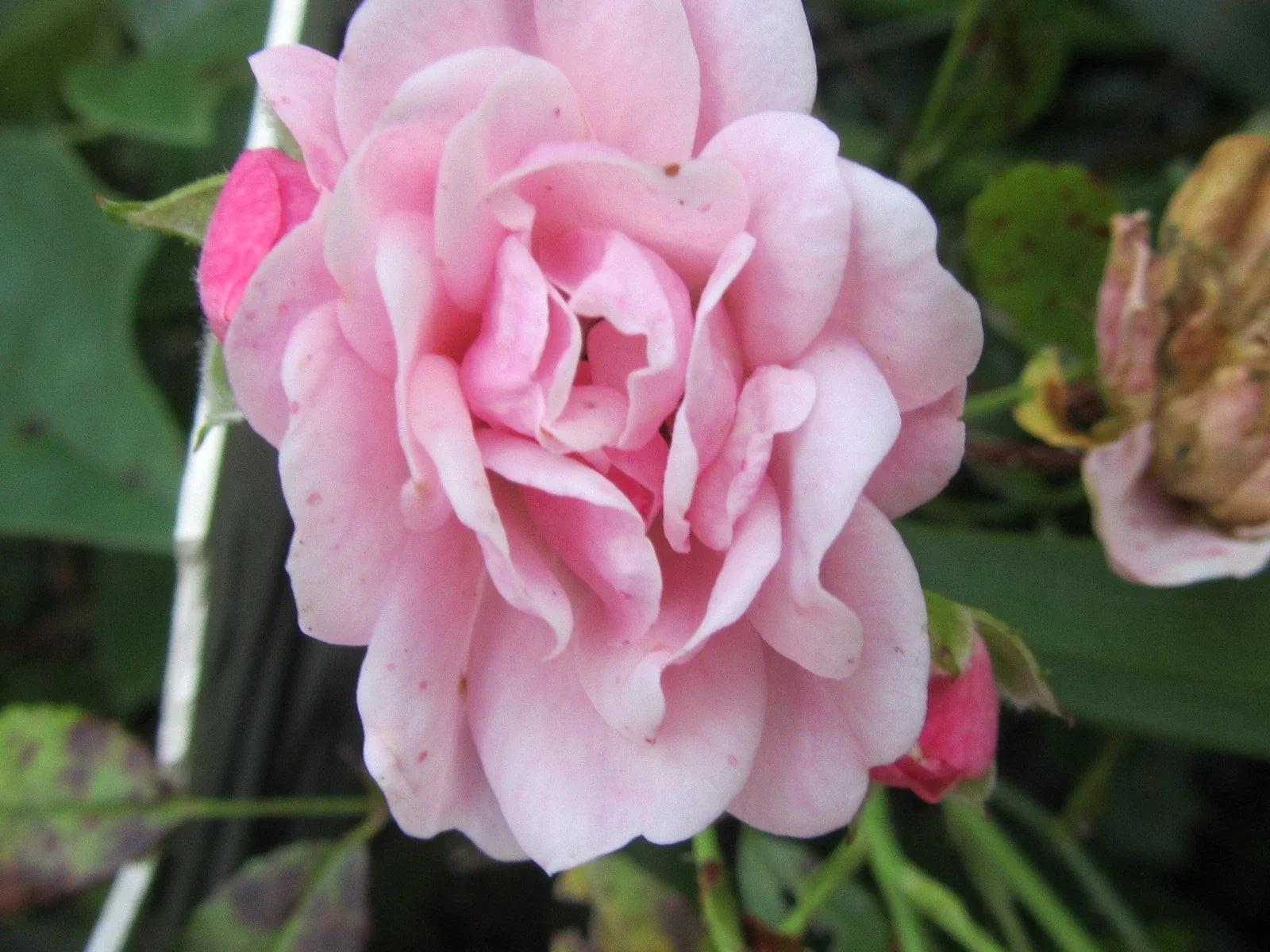 Organic Pink Rose Cuttings - 5 Ready to Root & Plant - Rosa spp.