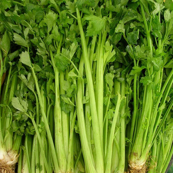 Tall Utah Celery Seeds | Heirloom Non-GMO Variety | Free Shipping | Apium graveolens