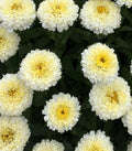 Shasta Daisy Luna Bare Root Plants - Vibrant Gold & Yellow Flowers - Leucanthemum × superbum - Clumping Perennial (Set of 2)