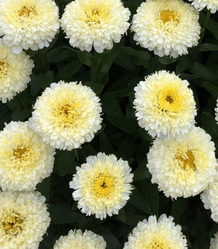 Shasta Daisy Luna Bare Root Plants - Vibrant Gold & Yellow Flowers - Leucanthemum × superbum - Clumping Perennial (Set of 2)