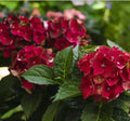 Heart Throb Hydrangea Starter Plant - Well Rooted with Blood Red Blooms - Hydrangea macrophylla